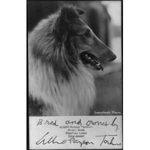   Sunnybank Thane,Collie bred/owned by Albert P Terhune