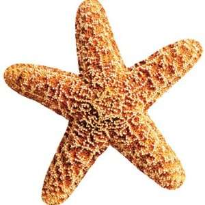   Classic Accents Discovery Starfish By Trend Enterprises Toys & Games
