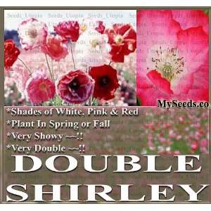  1 oz (141,000+) POPPY SHIRLEY DOUBLE PETAL Flower Seeds 