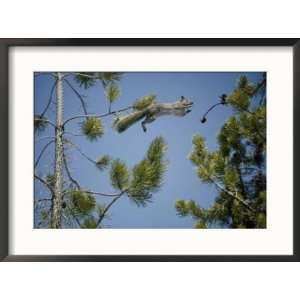  An American red squirrel leaps from a lodgepole pine 