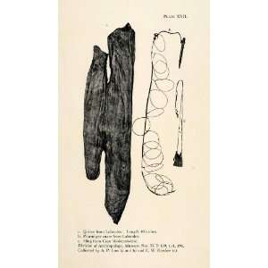  1916 Halftone Print Quiver Ptarmigan Snare Sling Labrador 