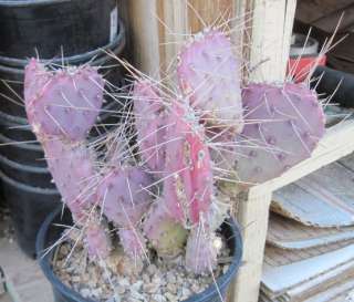   Santa Rita Type 14 Small Purple Pads Long Central Spines Cactus  