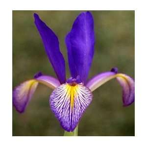  Iris   Spuria   Spring Plum Patio, Lawn & Garden