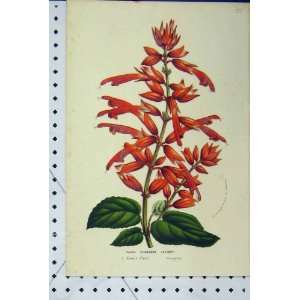  Salvia Splendens C1853 Horto Van Houtteano Flower Plant 