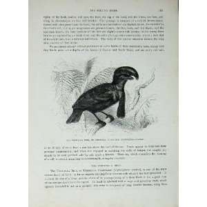   CassellS Birds C1870 Umbrella Bird Chatterer Ornatus