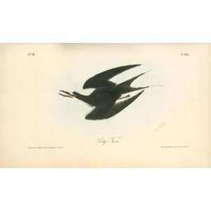     John James Audubon   24 x 14 inches   Sooty Tern