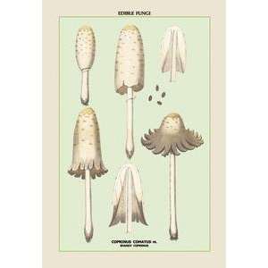    Vintage Art Edible Fungi Shaggy Coprinus   04897 2