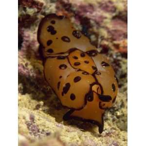  Pleurobranch, a Type of Nudibranch with Side Gills, Sabah, Malaysia 