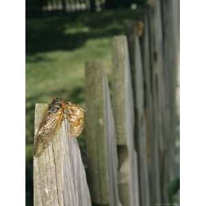  A Newly Emerged Brood X, 17 Year Cicada Next to a Nymphal 