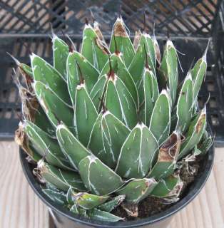 Agave Victoria reginae Strong Architectural Form Nice Sized Rosette 5 
