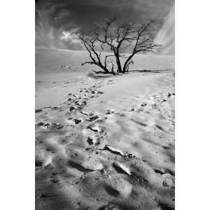  Tree on top of a Dune at Sleeping Bear Dunes, Limited 