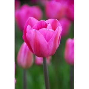  Tulip Don Quichotte   100 per Box