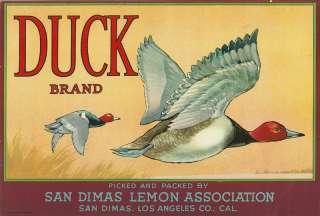 brand duck variation type citrus origin san dimas ca circa dist san