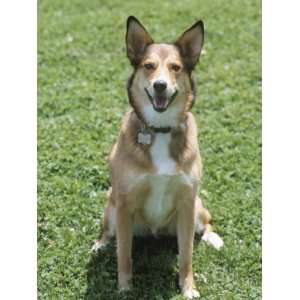  Obedient German Shepherd Dog Panting and Sitting in Grassy 