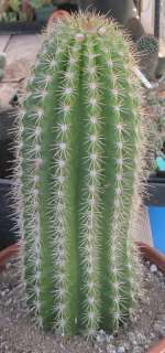   Hybrid Pink Flying Saucer Very Large Clumping Cactus 18  