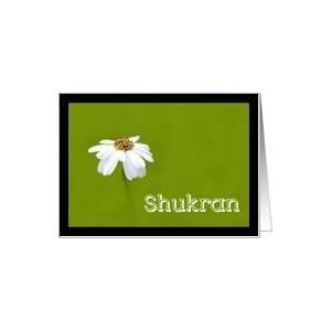  Shukran means Thank you in Arabic   White daisy Card 