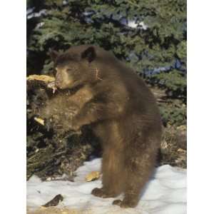  Black Bear (Ursus Americanus) Tearing a Rotten Limb in 
