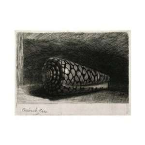   Van Rijn   The Shell (conus Marmoreus) Giclee Canvas