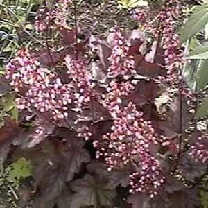  CORAL BELLS HARMONIC CONVERGENCE / 1 gallon Potted 