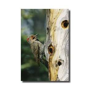  Yellow Shafted Northern Flicker Giclee Print