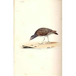  Spotted Crake Meyer H/C Birds 1842 50