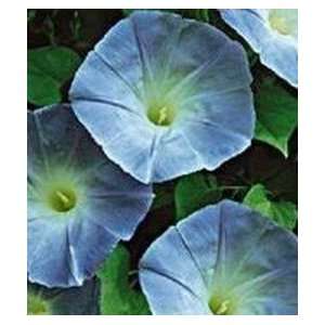 Morning Glory Seeds   Heavenly Blue Patio, Lawn & Garden