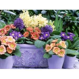 Hyacinthus Orientalis (Hyacinth) and Primula Polyantha (Polyanthus) in 