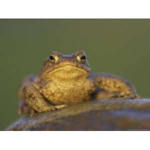  Common Toad, Adult, Scotland Giclee Poster Print
