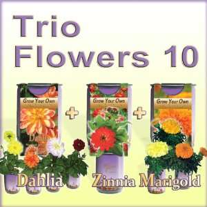 Grow Morning Glory, Zinnia and Dahlia Flowers with the Magic plant 