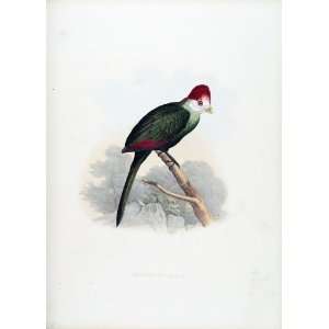  Hermann Schlegel, the Turacos 06 Musophaga Erythrolopha 