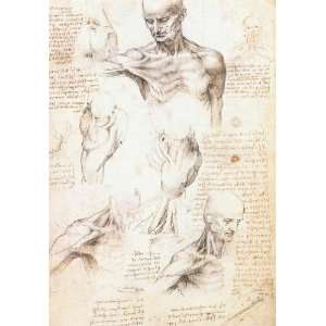   Magnet Leonardo da Vinci Anatomical studies of the shoulder 1509 10