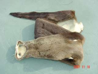 River otter pelt dressed skin trapper hide wild skin  