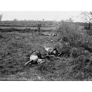  1899 photo Three dead insurgents lying on battlefield 
