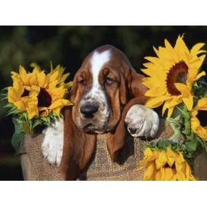  Bassett Hound Pup with Sunflowers Premium Poster Print by 