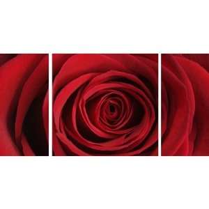  Rose Triptych Printed Canvas Art   32 X 32 (Set of 3 