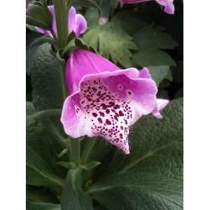  Purple Dalmation Foxglove   4 Plants   Digitalis  Hardy 