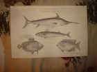 SUPERB ANTIQUE SWORDFISH MACKEREL FISH FISHING PRINT NR