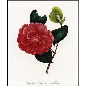 Camellias 1 Of 8 Poster Print 