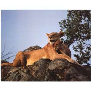  Mountain Lion And Cub On Rock (1999)   Photography Poster 