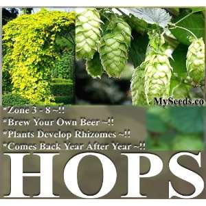   OWN BEER with HOPS Humulus lupulus ~ Seeds ~ Patio, Lawn & Garden