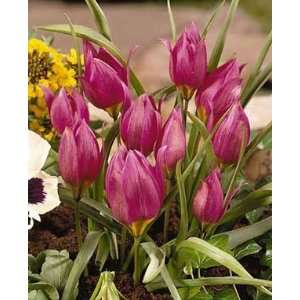  Tulipa humilis Eastern Star   100 per Box
