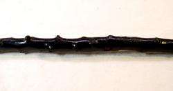Early Vintage Irish Blackthorn Shillelagh Walking Stick Burled Handle 