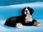 Xx Large Lying Bernese Mountain Dog Puppy