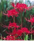 RED SPIDER LILY SURPRISE LILY LYCORIS RADIATE 3 BULBS