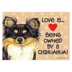  Chihuahua (Long Haired, Black & White)   Love Is Being 
