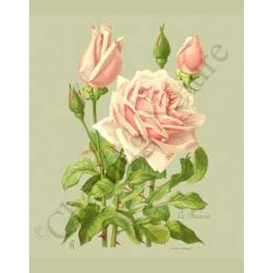  Botanical Pink Rose Print Lafrance