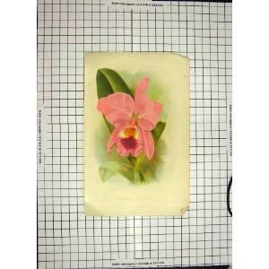  C1790 C1900 Colour Print Orchids Cattleya Labiata