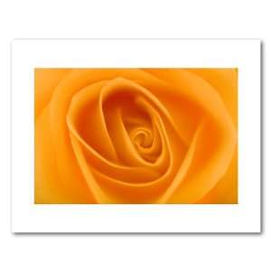 Photograph Closeup of Yellow Rose with selective focus. Size 11 x 8 