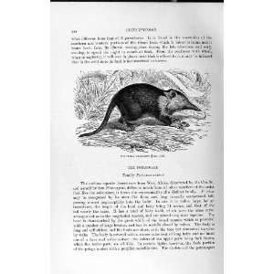  NATURAL HISTORY 1893 94 CUBAN SOLENODON WILD ANIMAL