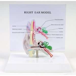  American Educational 7 1416 Ear Model Small Toys & Games